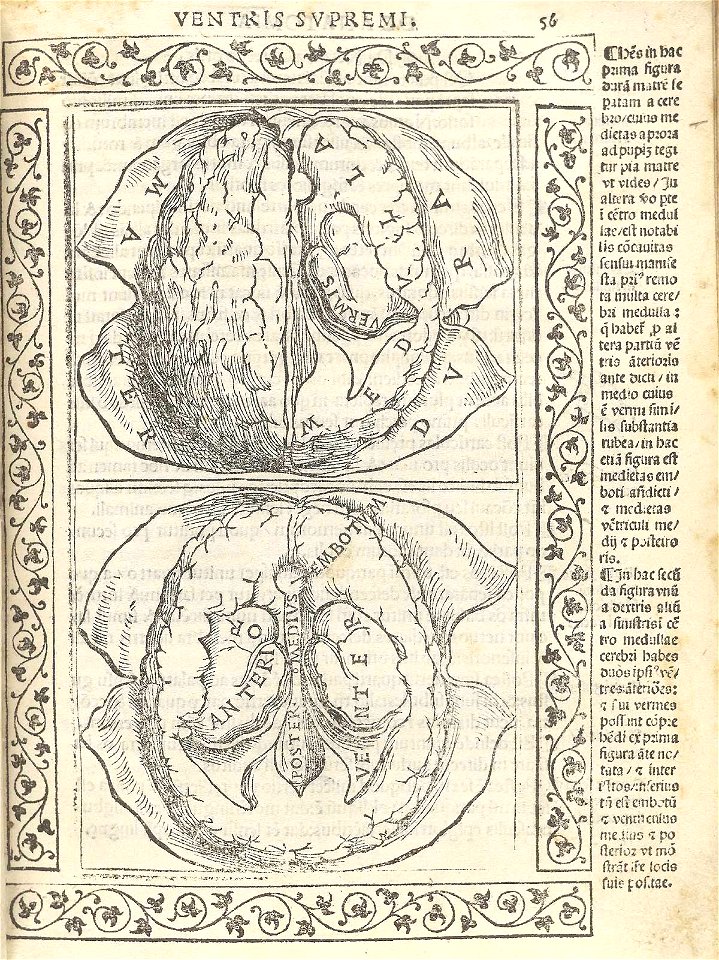 Berengario p56r