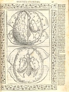 Berengario p56r