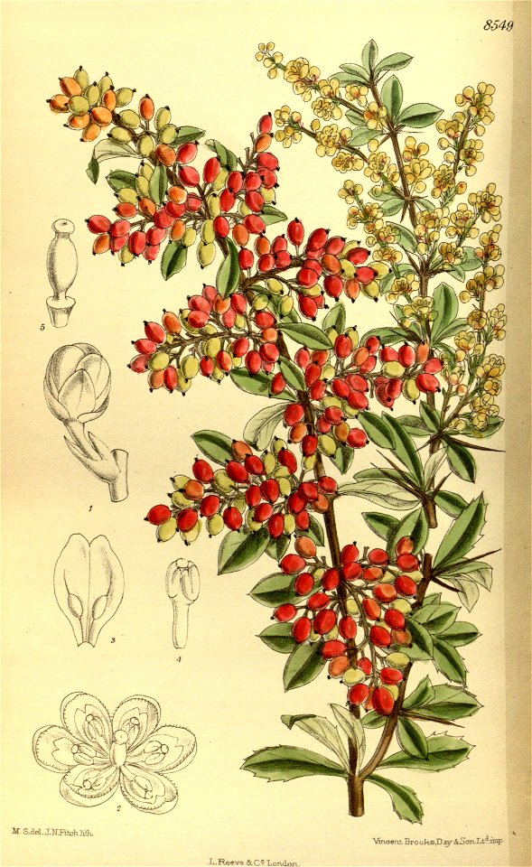 Berberis prattii 140-8549 - Free Stock Illustrations | Creazilla