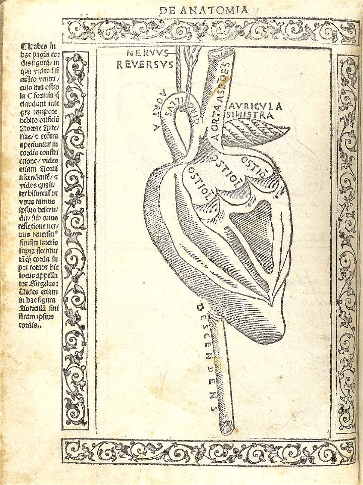 Berengario p32v