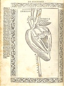 Berengario p32v