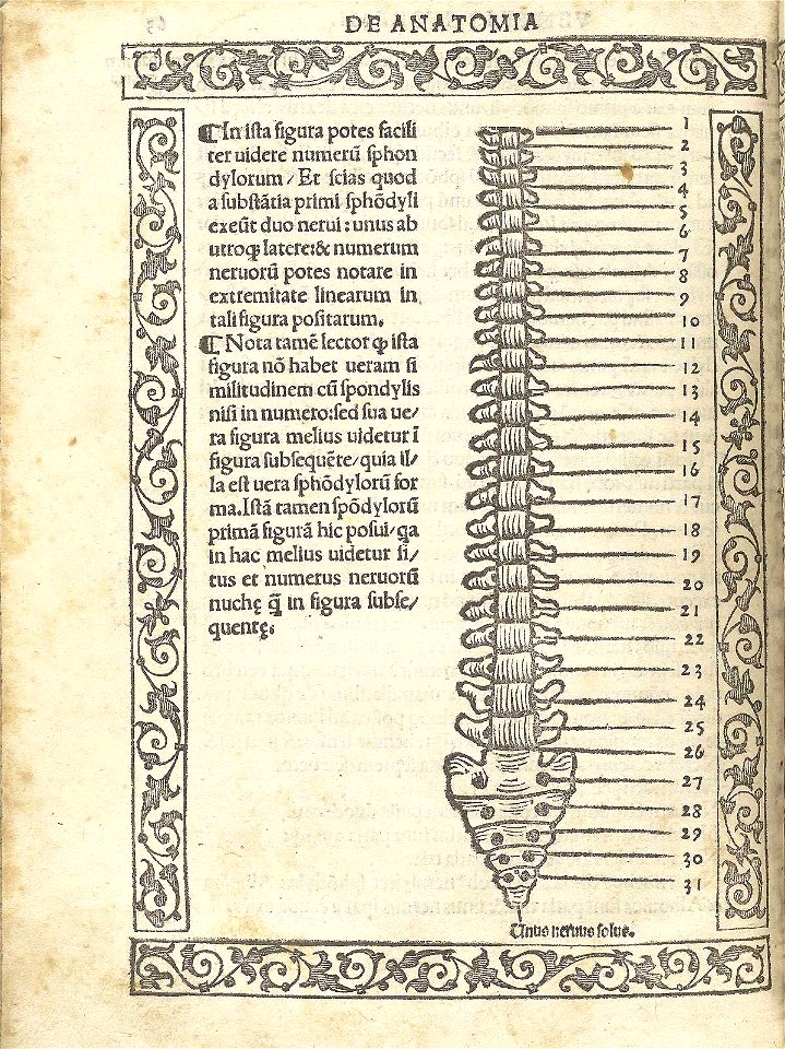 Berengario p63v