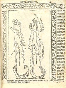 Berengario p66r