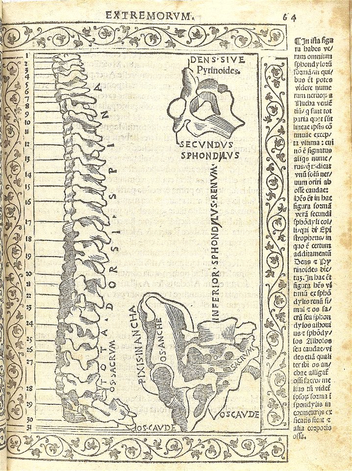 Berengario p64r