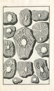 Beringer plate 10