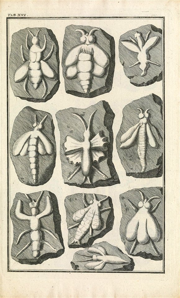 Beringer plate 16