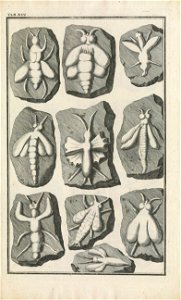 Beringer plate 16