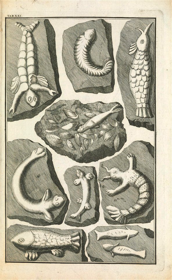 Beringer plate 21