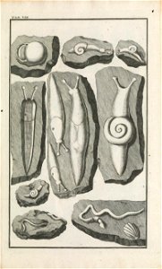 Beringer plate 8