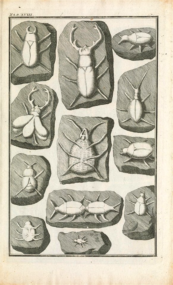 Beringer plate 18