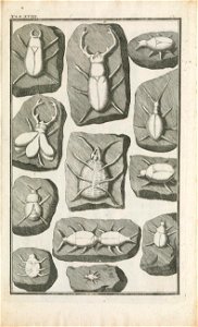 Beringer plate 18