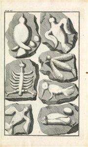 Beringer plate 4