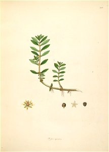 Bergia capensis Roxburgh 1798 2-142