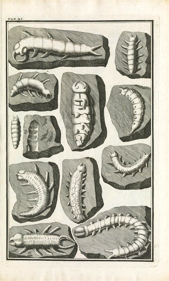 Beringer plate 11