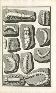 Beringer plate 11