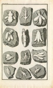 Beringer plate 17