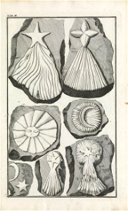 Beringer plate 3