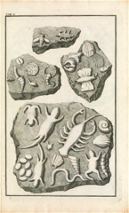 Beringer plate 1