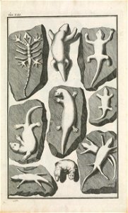 Beringer plate 13