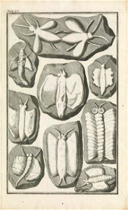 Beringer plate 15