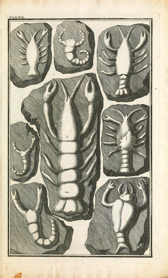 Beringer plate 19