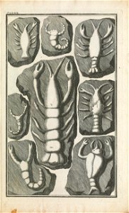 Beringer plate 19