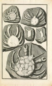 Beringer plate 20