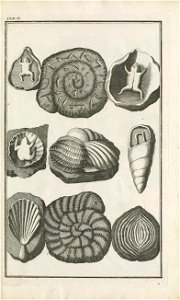 Beringer plate 5