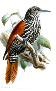 BerlepschiaRikeriKeulemans
