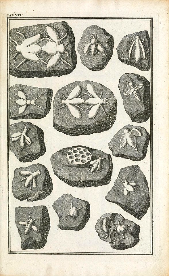 Beringer plate 14