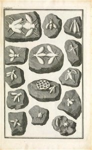 Beringer plate 14