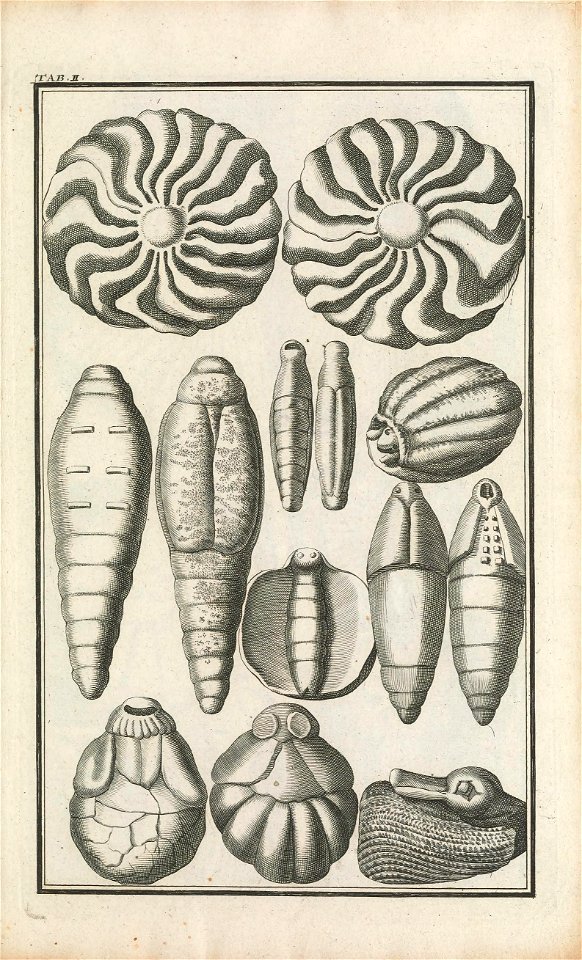 Beringer plate 2