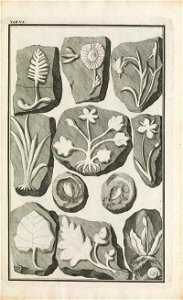 Beringer plate 6