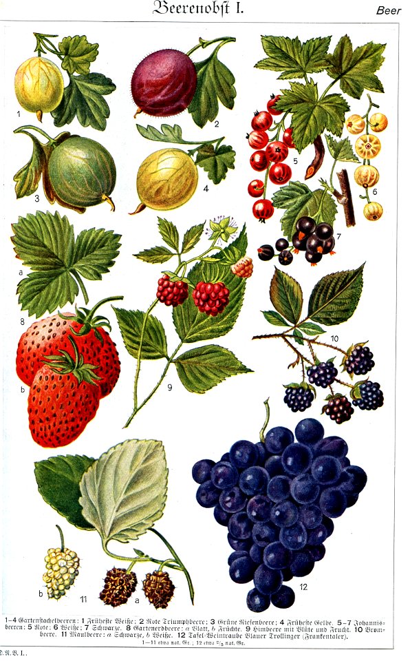 Berries in Brockhaus