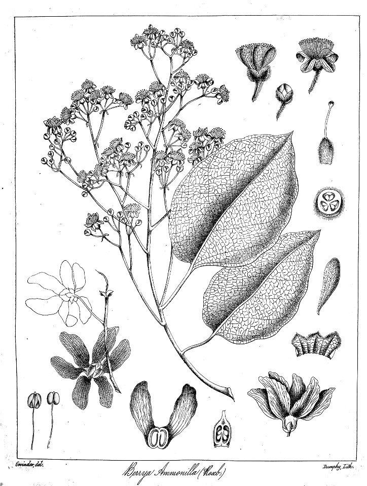 Berrya cordifolia Govindoo