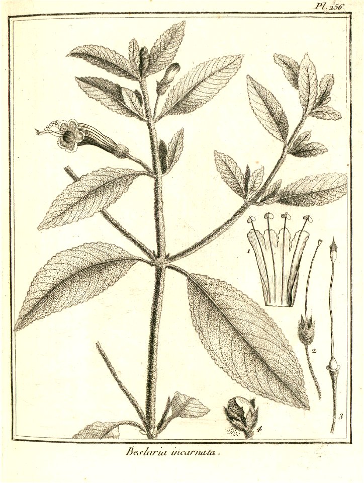 Besleria incarnata Aublet 1775 pl 256