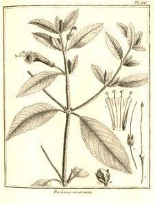 Besleria incarnata Aublet 1775 pl 256