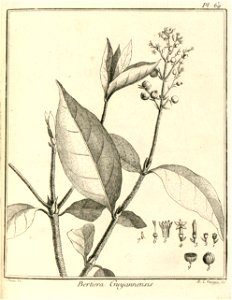 Bertiera guianensis Aublet 1775 pl 69