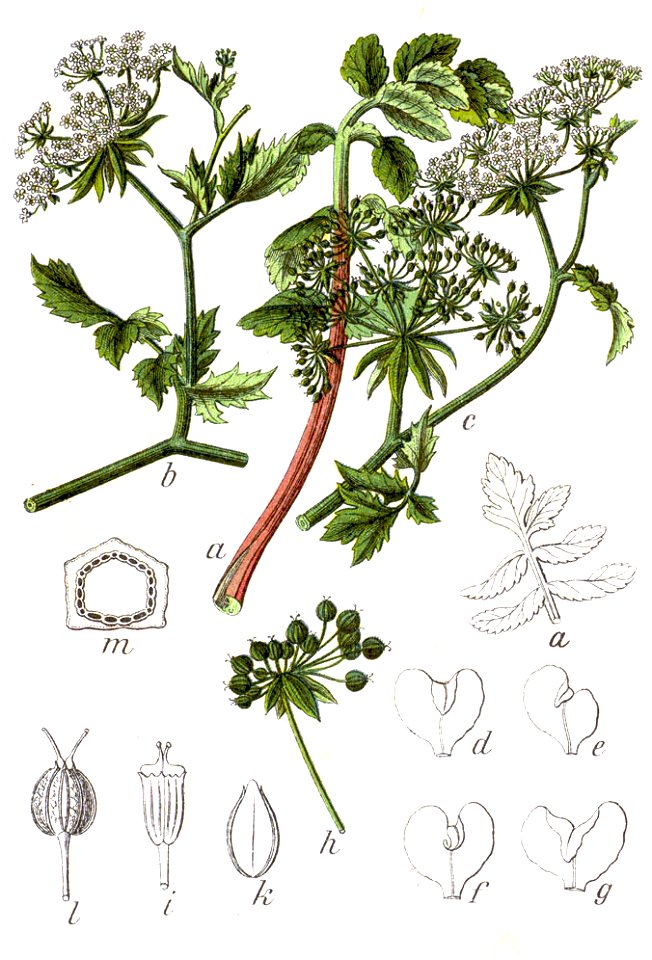 Berula erecta Sturm12