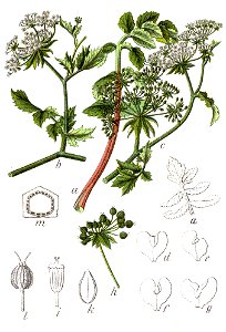 Berula erecta Sturm12