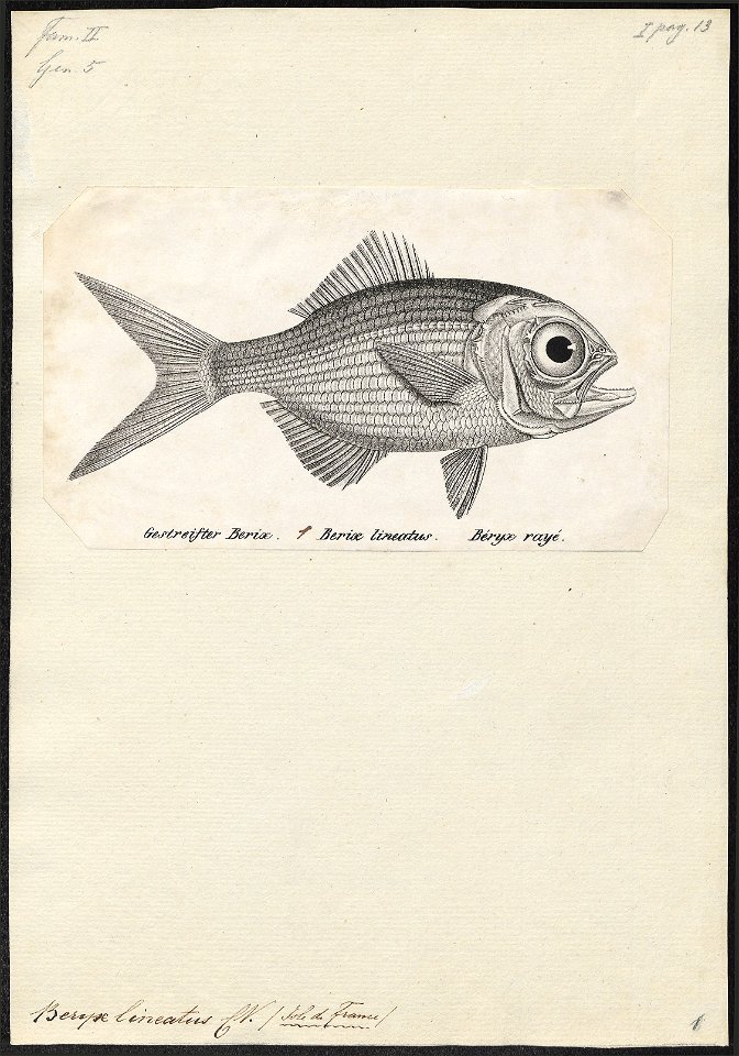 Beryx lineatus - 1809-1845 - Print - Iconographia Zoologica - Special Collections University of Amsterdam - UBA01 IZ12900023