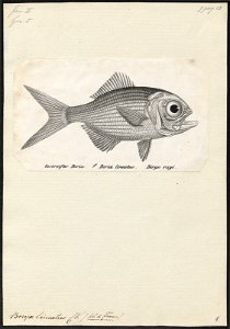 Beryx lineatus - 1809-1845 - Print - Iconographia Zoologica - Special Collections University of Amsterdam - UBA01 IZ12900023