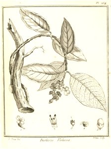 Besleria violacea Aublet 1775 pl 254