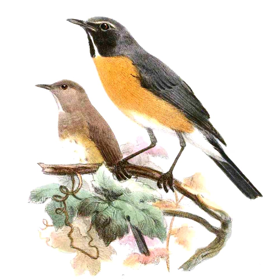 BessornisAlbigularisWolf, crop