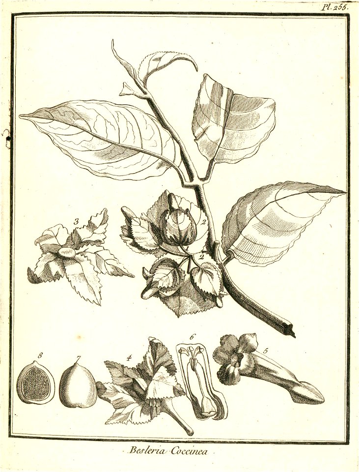 Besleria coccinea Aublet 1775 pl 255