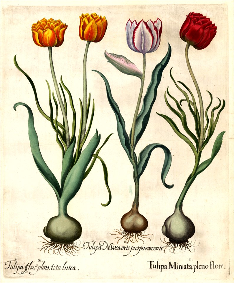 Besler H.E. tulipa 2