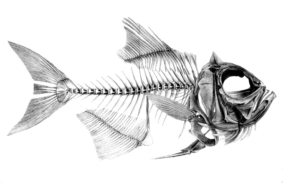 Beryx decadactylus1