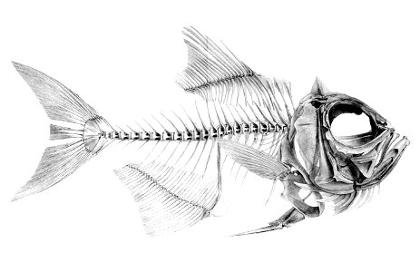 Beryx decadactylus1