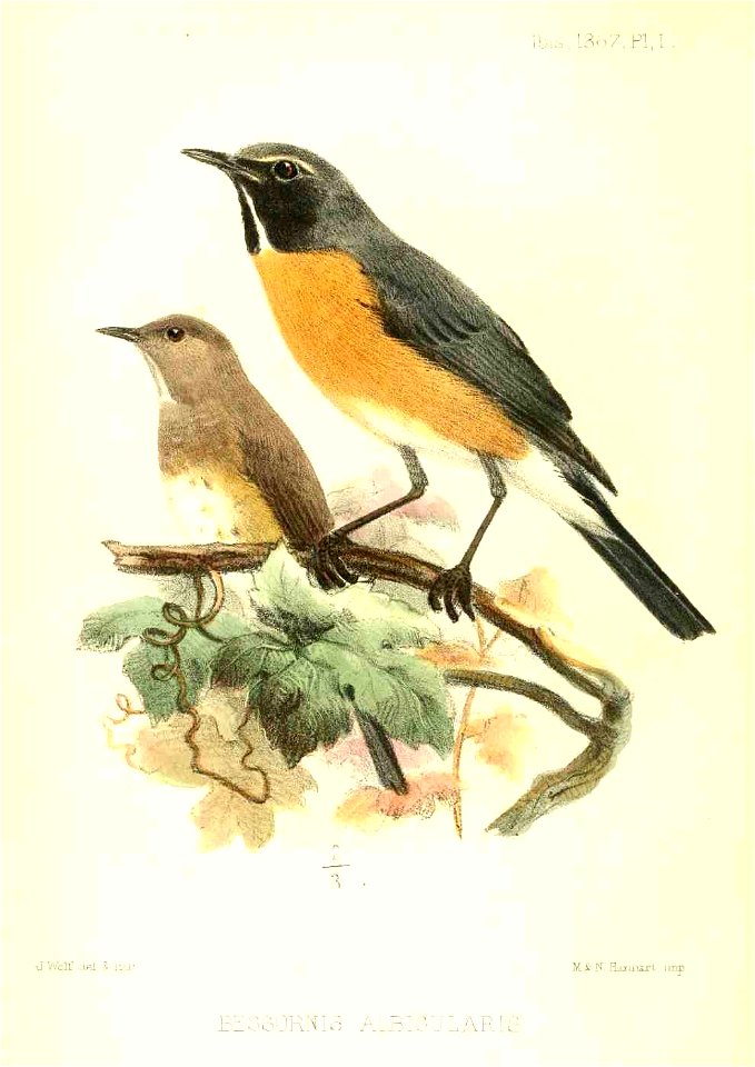 BessornisAlbigularisWolf