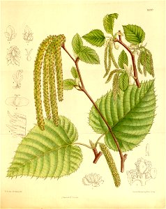 Betula maximowiczii 136-8337